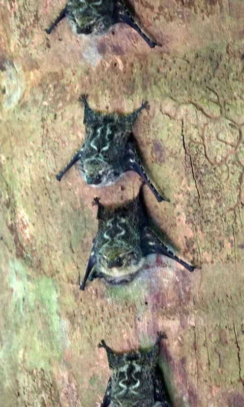 Proboscis Bats