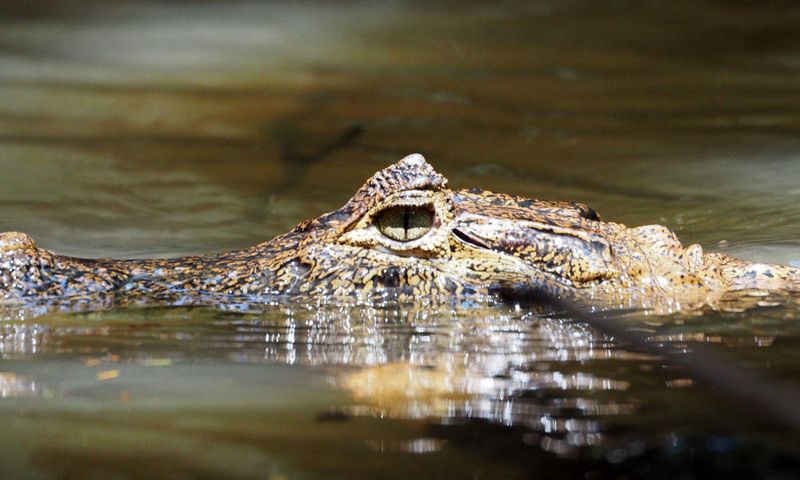 A caiman in the waterway
