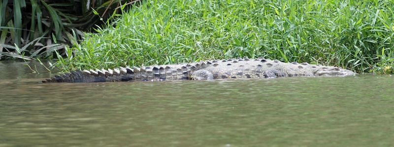 The crocodile