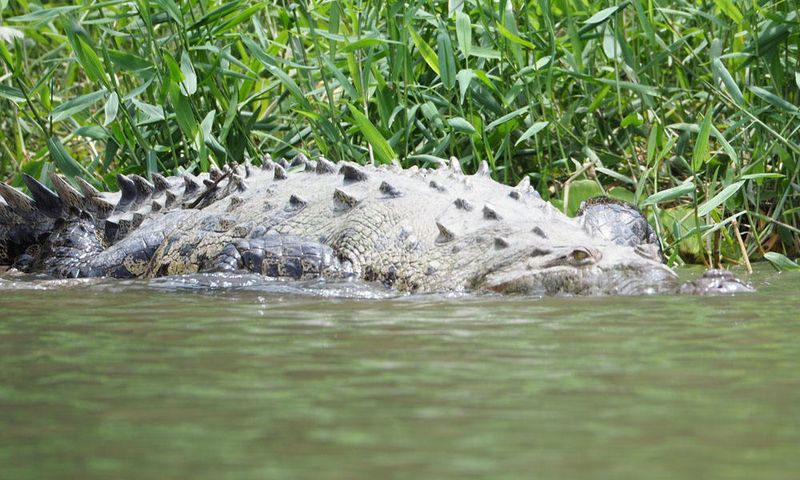 The crocodile