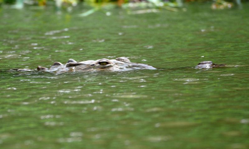 The crocodile
