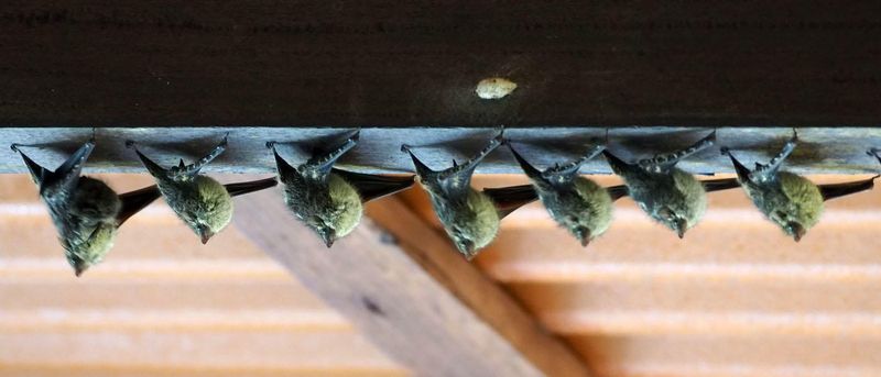 Family of bats athe lodge
