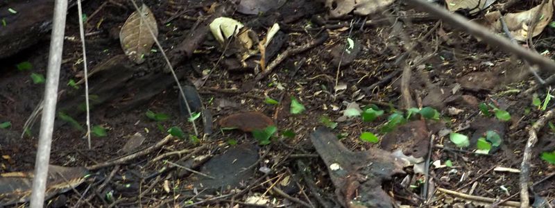 Leaf cutter ants