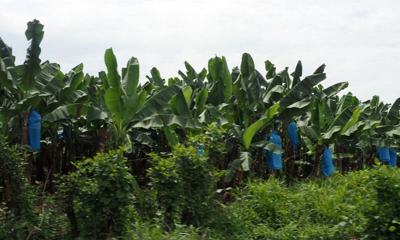Banana Plantation
