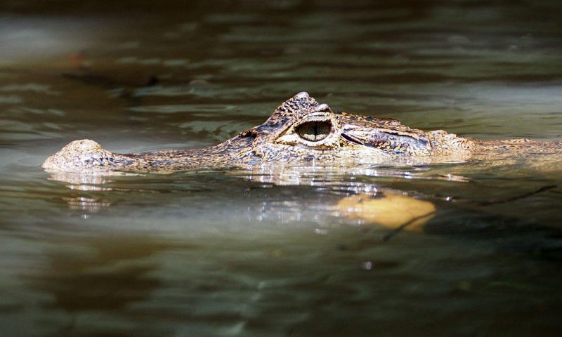 A caiman in the waterway