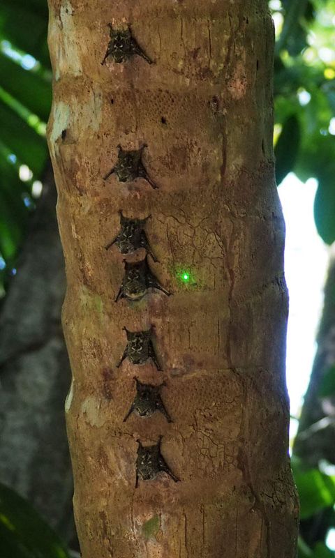 A family of bats