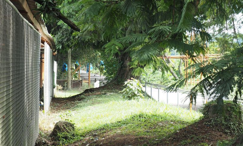 Bananas being delivered via zipline to the production facility