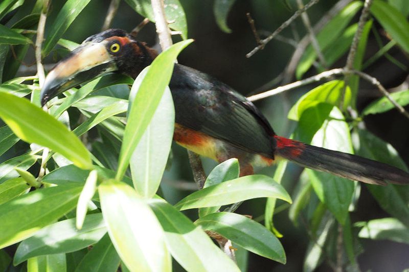 The Aracari