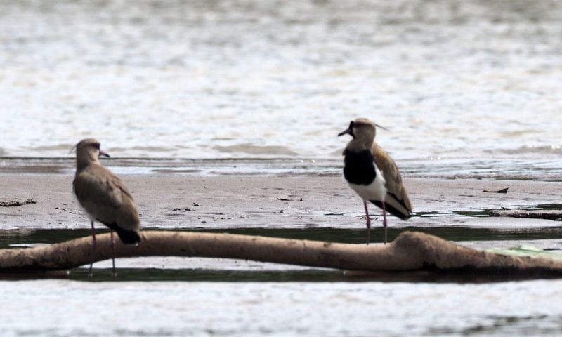 A shore bird