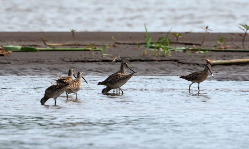 Could be sandpipers