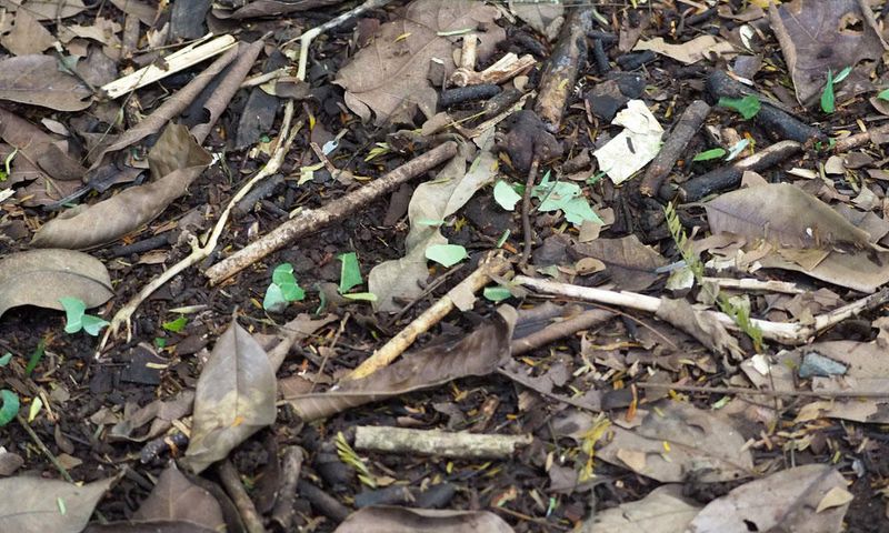 Leaf cutter ants in action