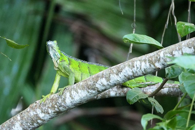 A baby Iguana I think