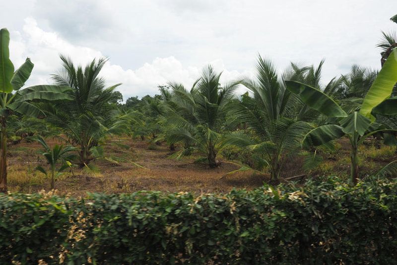 African Palm Tree farm