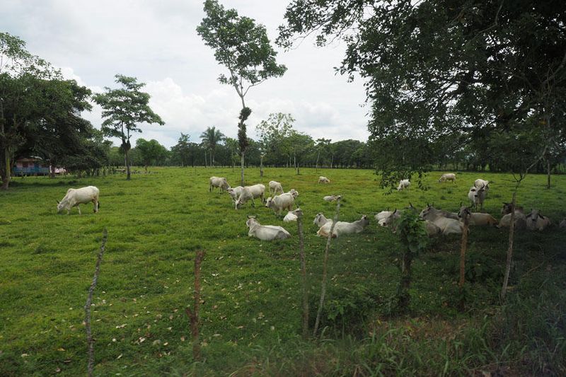 Fields on the way from Cano Blanco to Siquirres