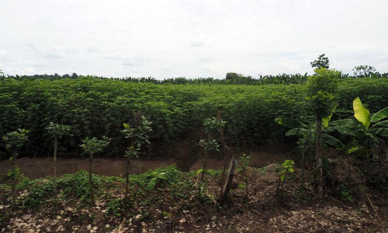 Casava field