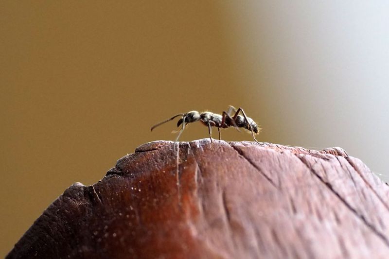 The ant