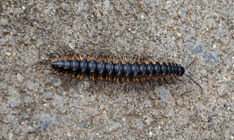 A centipede (or is it a millipede?)