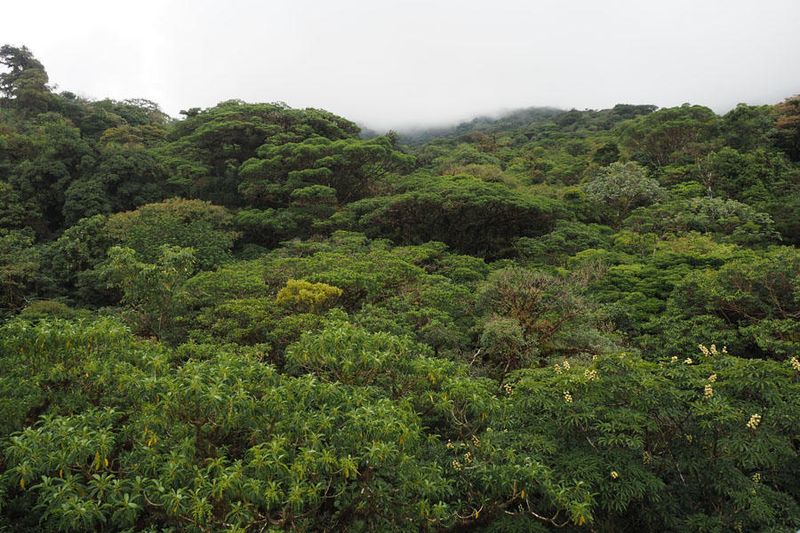 Above the canopy of the Cloud Forest