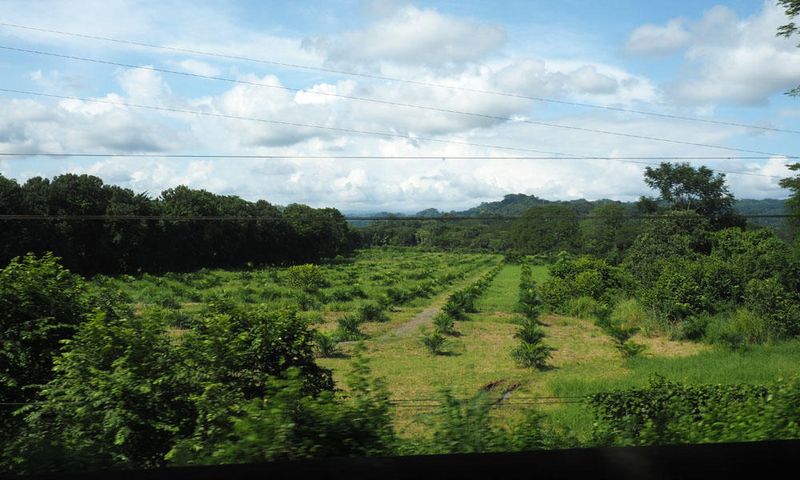 Farm on the way from Jaco to Manuel Antonio