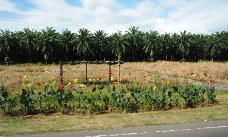 African Palm Tree farm