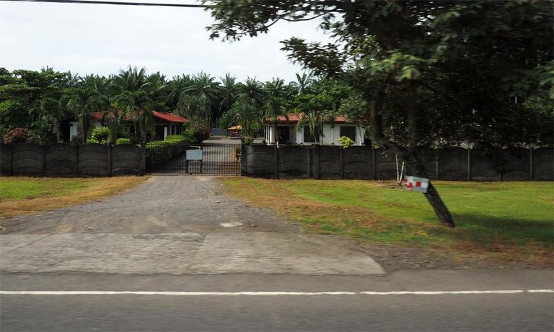 African Palm Tree farm