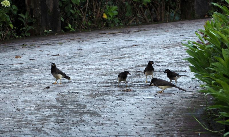 Unidentified birds on the hotel property