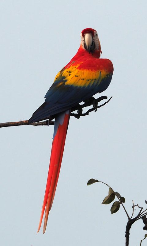 The Macaw