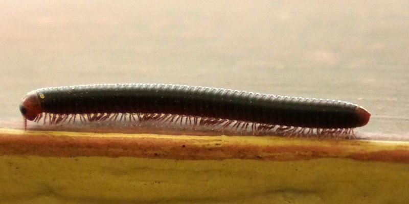 A millipede, I believe