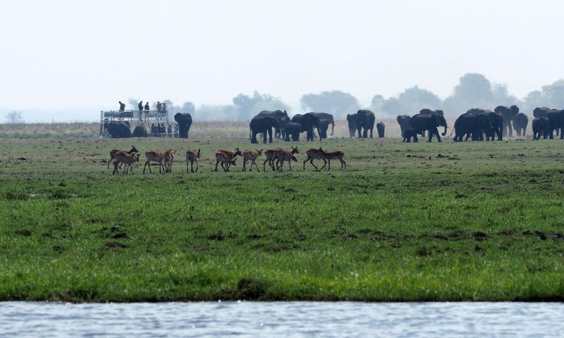 Lechwe Antelope and elephants