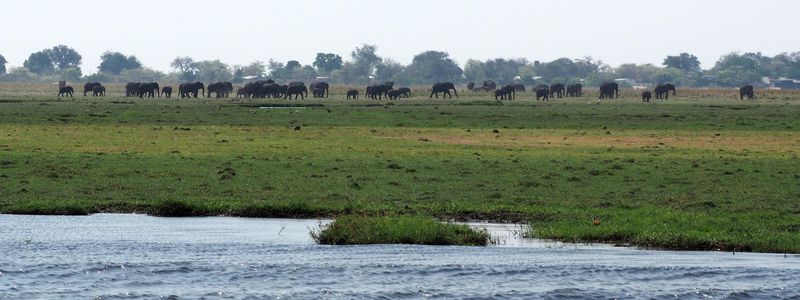Some of the tens of thousands of elephants in Chobe National Park