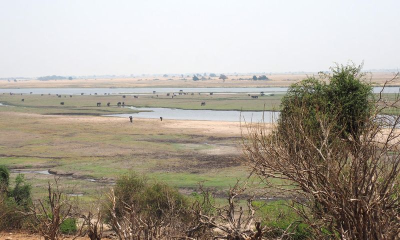 Elephants on the islands formed on the Chobe river