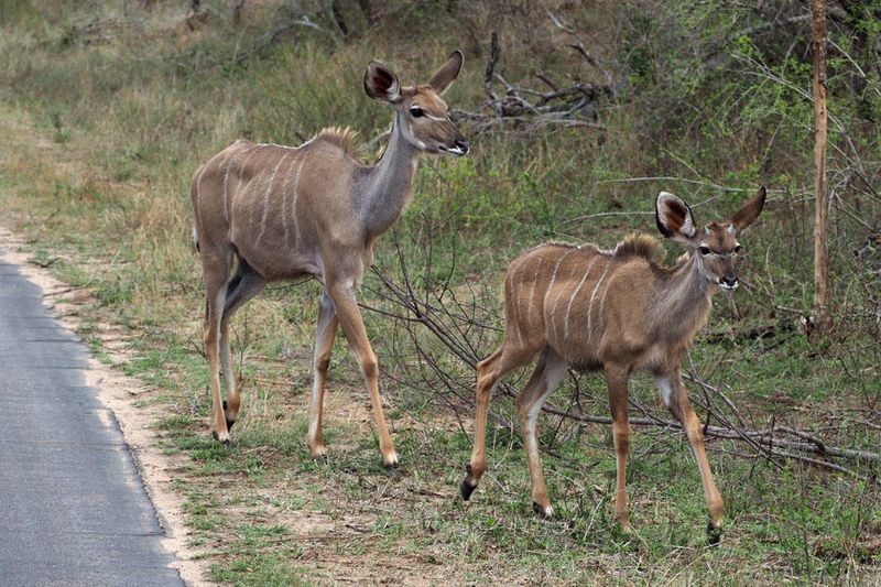 A juvie Kudu with an adult