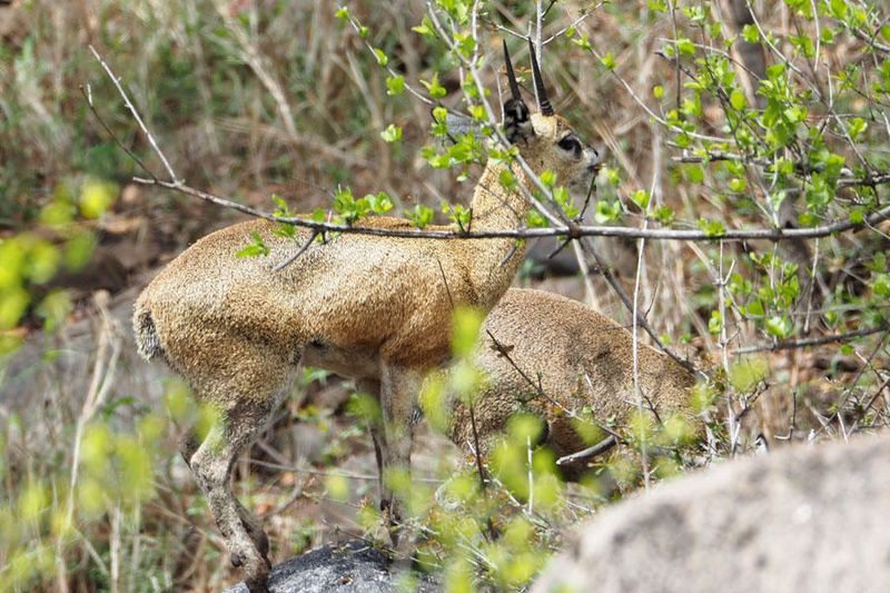 Klipspringer Antelope in Kruger National Park