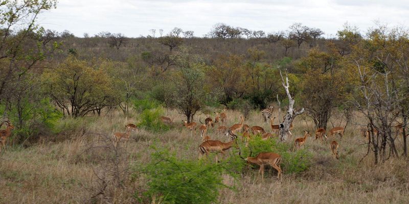 Impalas with zebra