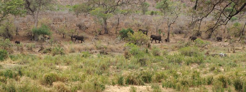 A herd of elephants making their way on the other side of the river
