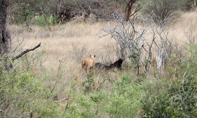 Lioness with kill