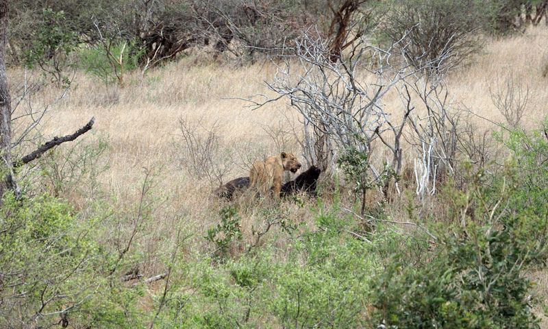 Lioness with kill