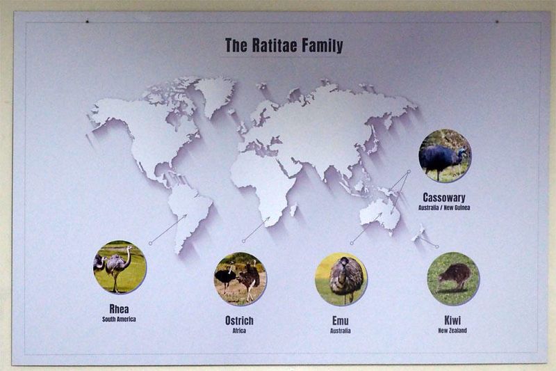 The Ratitae family