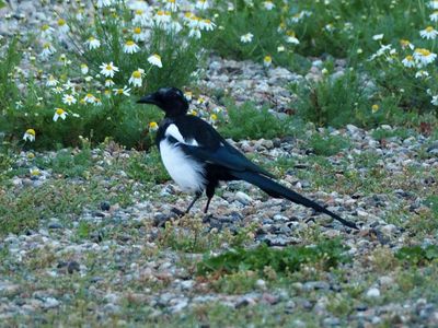 The magpie near our lodge