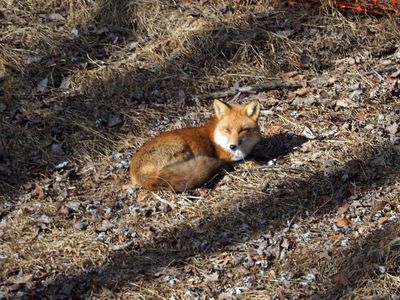 One of the neighborhood foxes