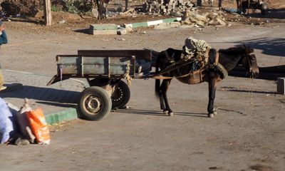 Donkey and cart