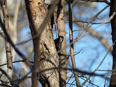 A juvenile yellow-bellied sapsucker, I think