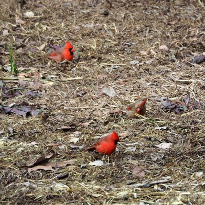 A group of cardinals on the dry canal bed