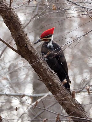 The pileated woodpecker