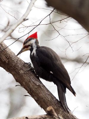 Another view of the pileated woodpecker