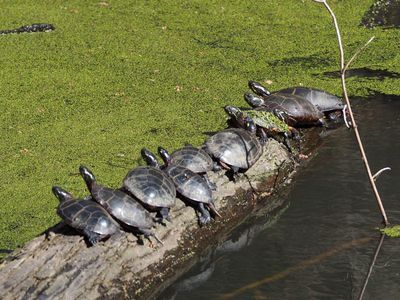 Turtles early in the season