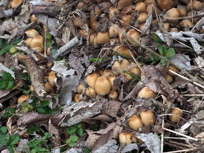 March 12th - Mushrooms near Whites Ferry