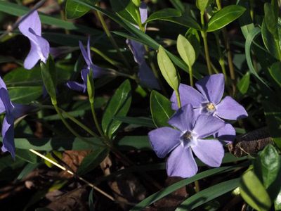 Periwinkle beside the trail
