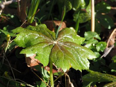 Mayapple leaf