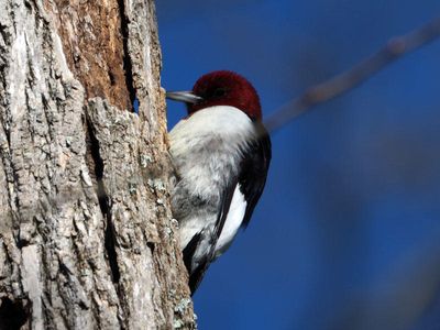 Red-headed woodpecker